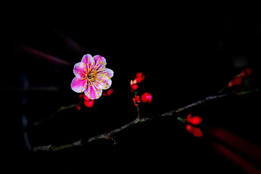 梅花经典诗词大全（8首写梅花的诗）