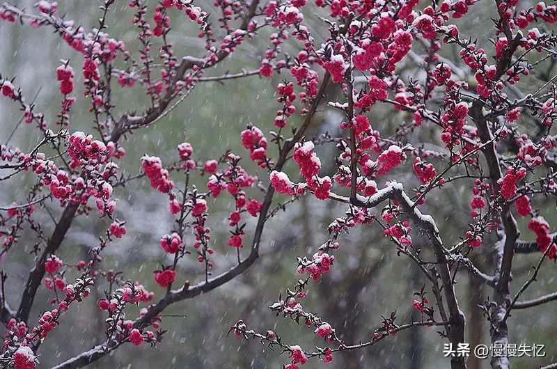 梅花经典诗词有哪些（12首梅花诗词经典）