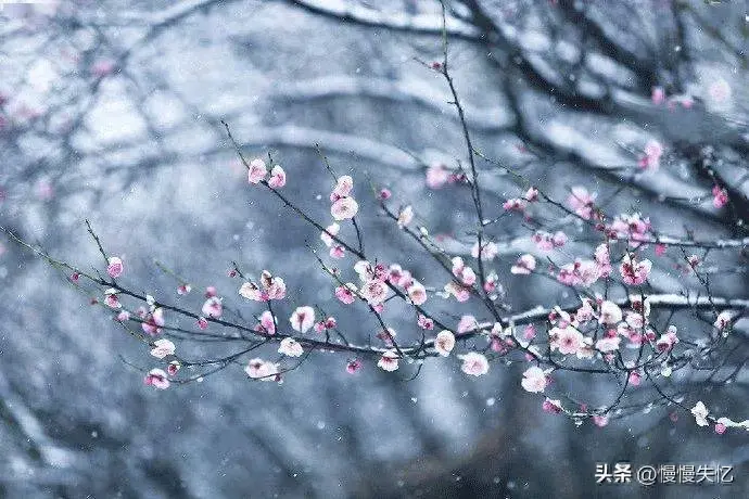 梅花经典诗词有哪些（12首梅花诗词经典）