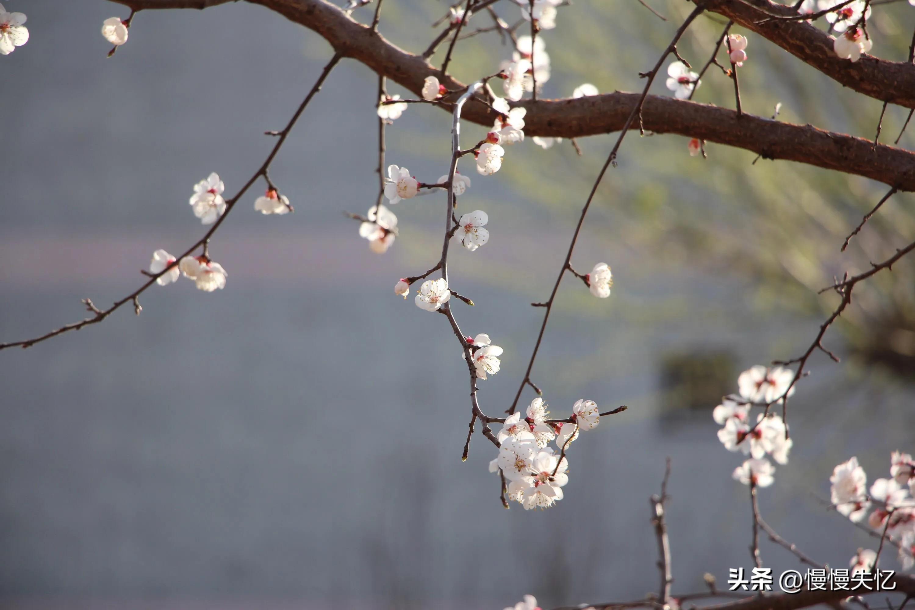 梅花经典诗词有哪些（12首梅花诗词经典）