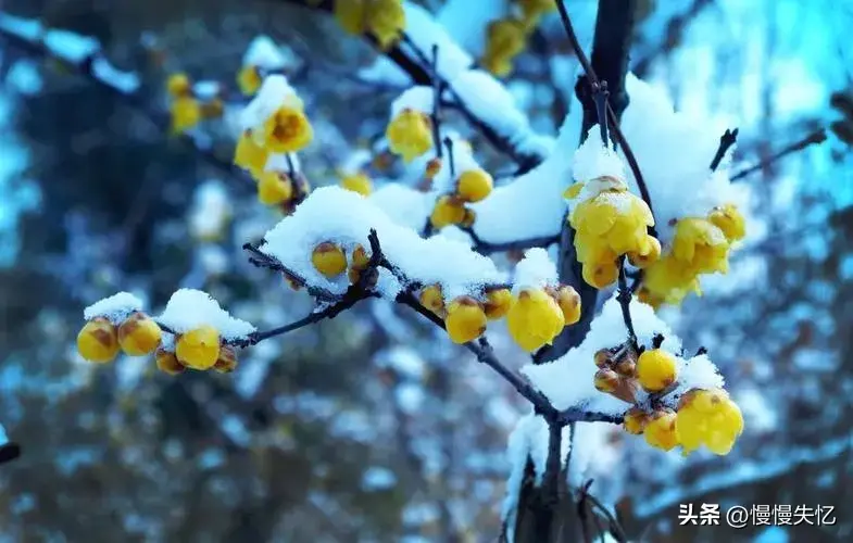 梅花经典诗词有哪些（12首梅花诗词经典）