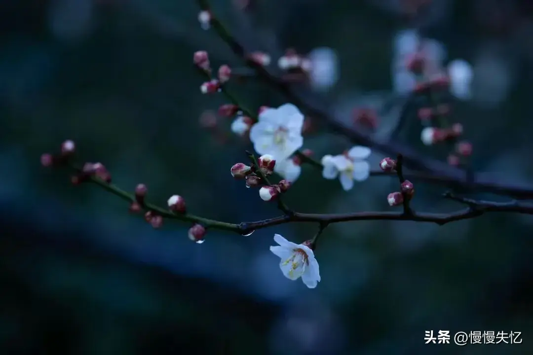 梅花经典诗词有哪些（12首梅花诗词经典）