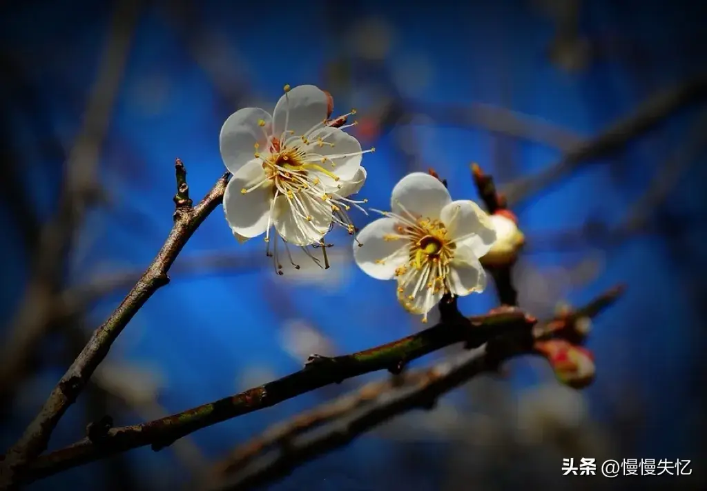 梅花经典诗词有哪些（12首梅花诗词经典）