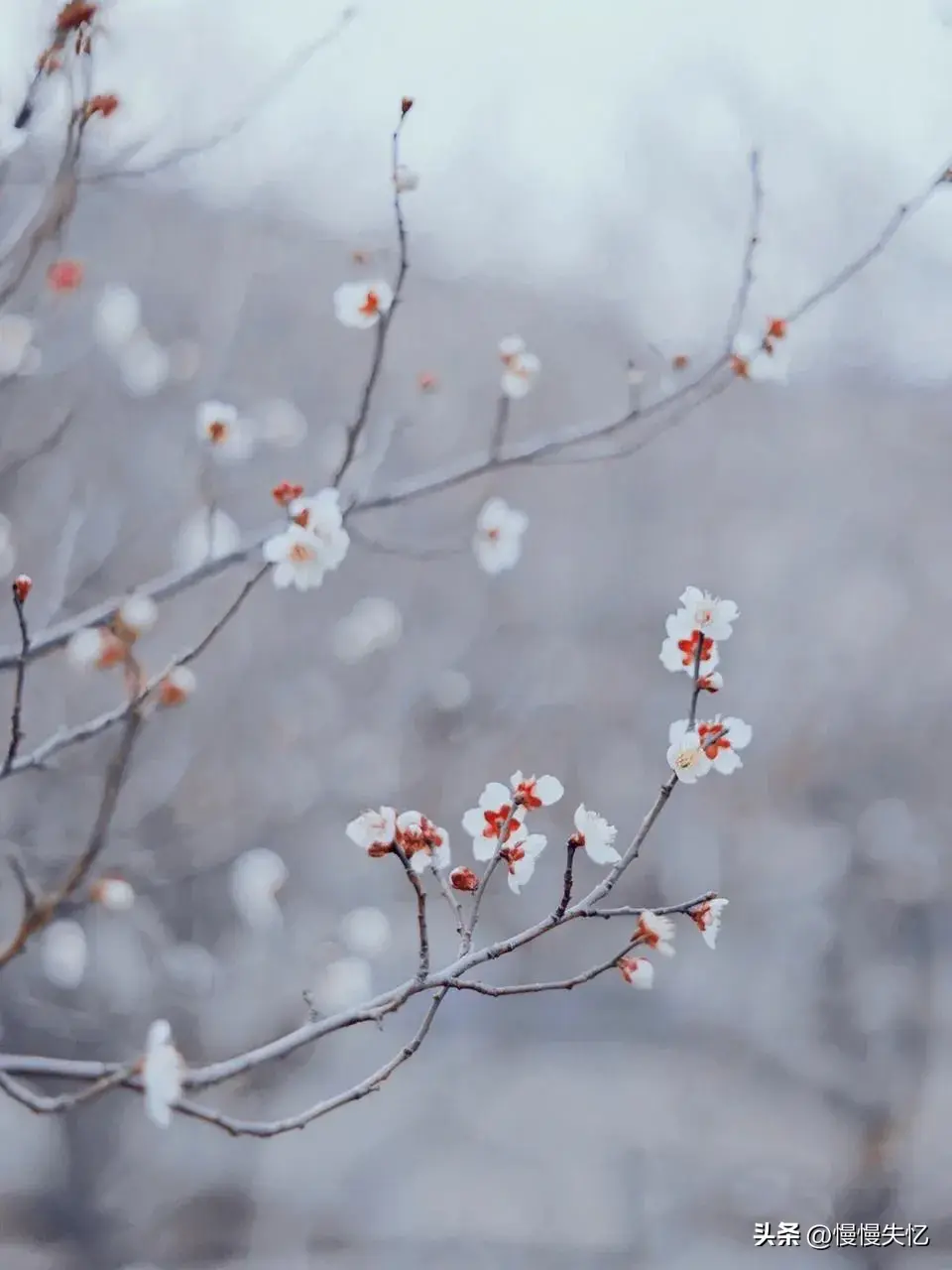 梅花经典诗词有哪些（12首梅花诗词经典）