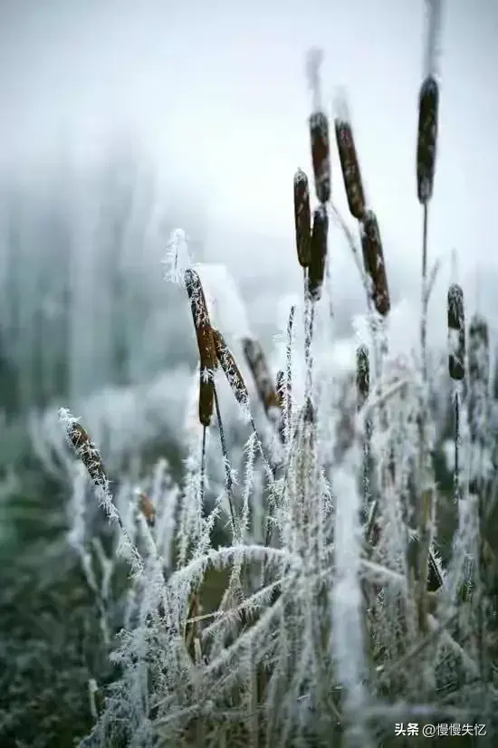 雪花飞下，浑似江南画（18首唯美冬日诗词）