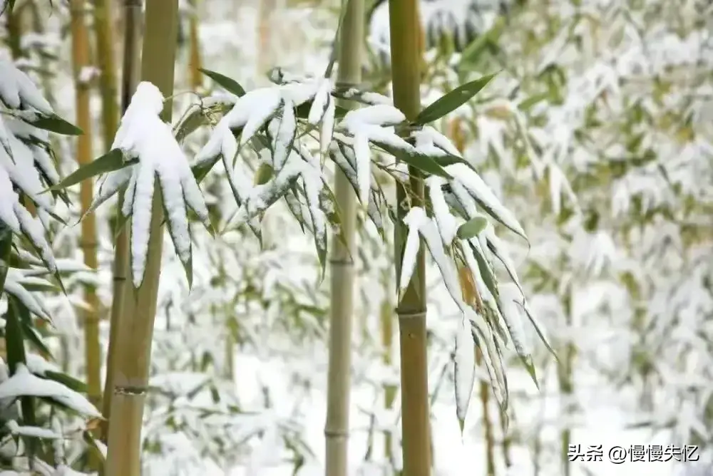 雪花飞下，浑似江南画（18首唯美冬日诗词）