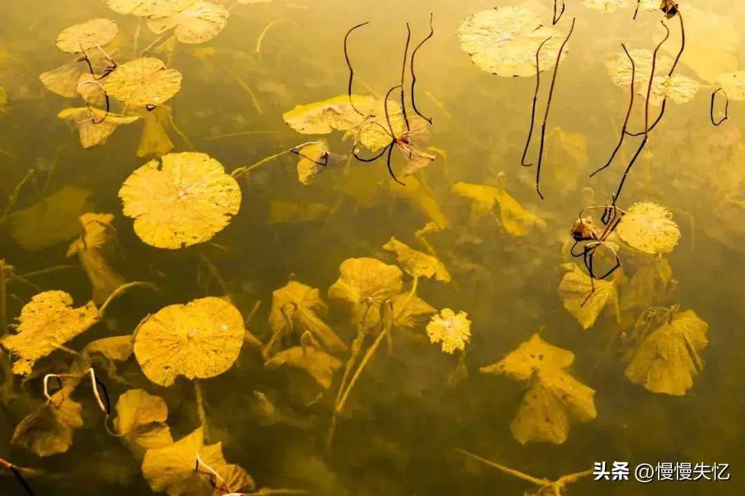 秋日经典诗词鉴赏（9首秋日宋词经典）