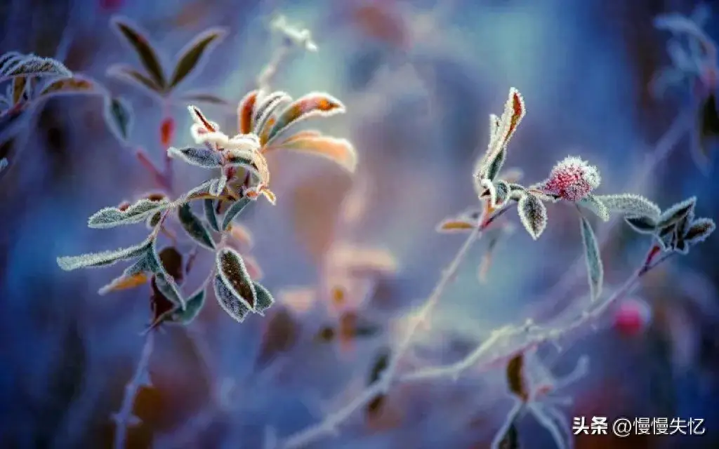 白居易经典诗词名句（老柘叶黄如嫩树，寒樱枝白是狂花）