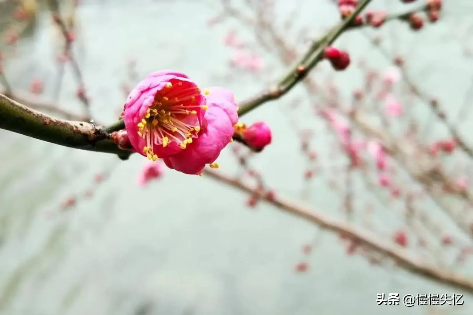 苏轼经典诗词及其情感（30句苏轼诗词名句）