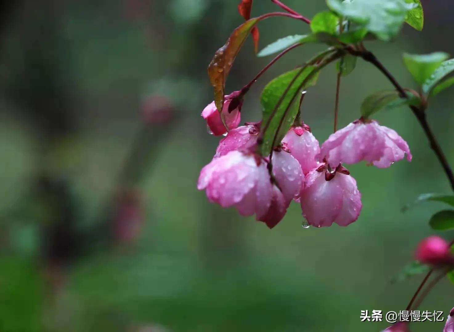 描写海棠花经典诗句（13首经典海棠花诗词）