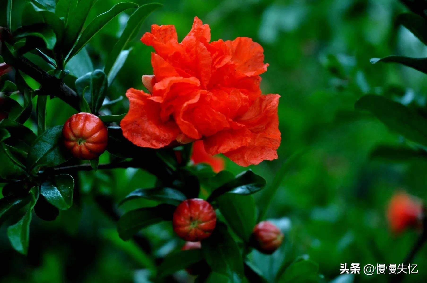 浓绿万枝红一点，动人春色不须多（五首宋代榴花诗词经典）