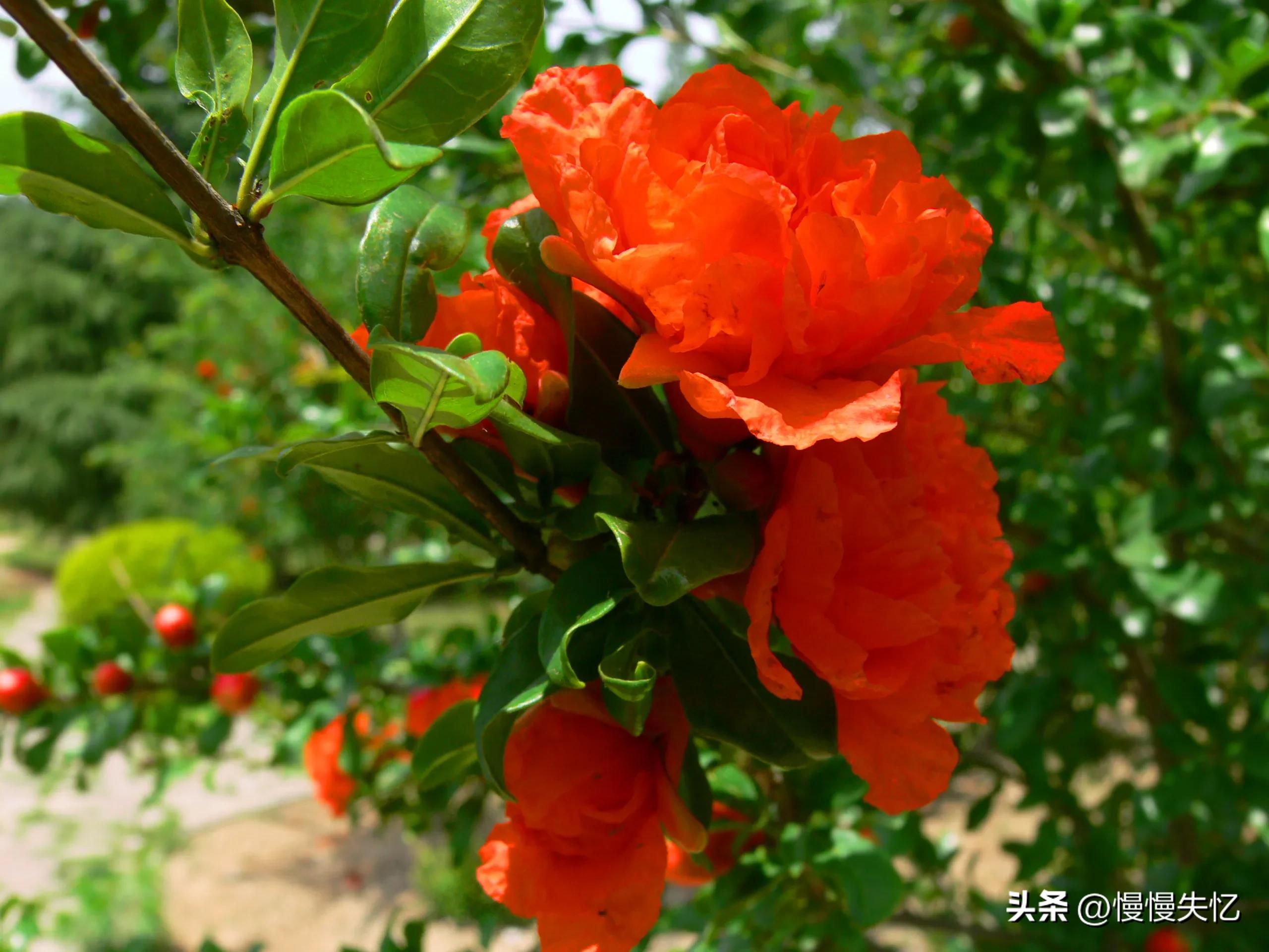 浓绿万枝红一点，动人春色不须多（五首宋代榴花诗词经典）