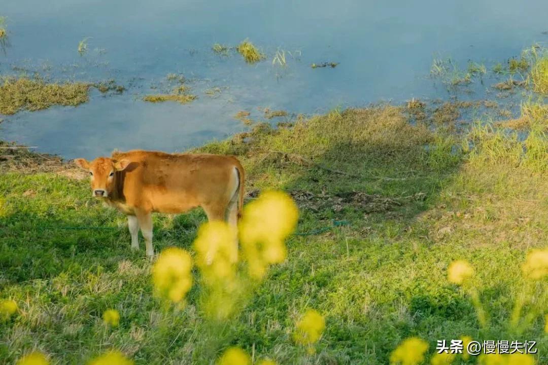 杨万里著名的20首七绝（清新自然，风趣幽默）