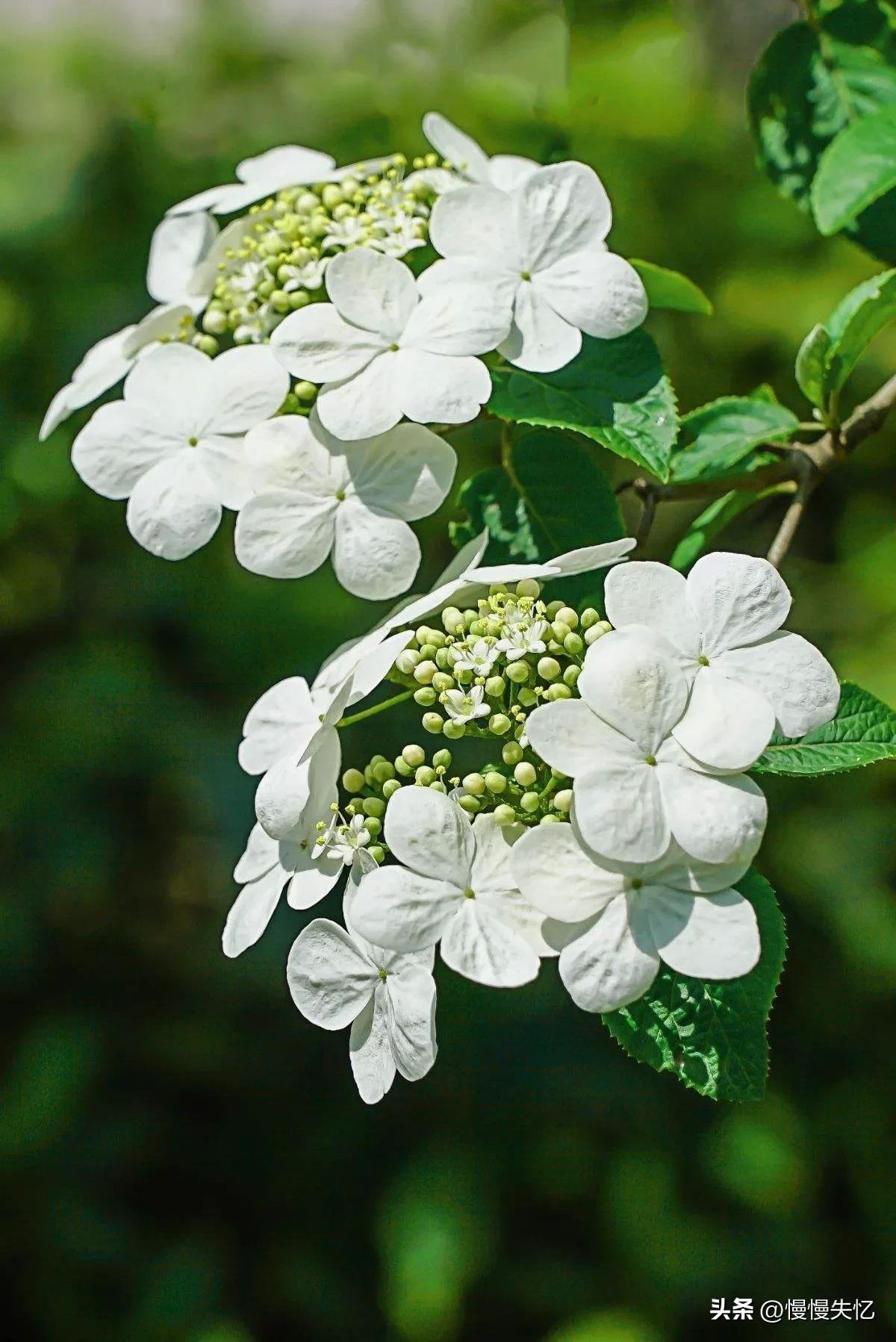 关于琼花经典古诗（六首琼花诗词唯美）