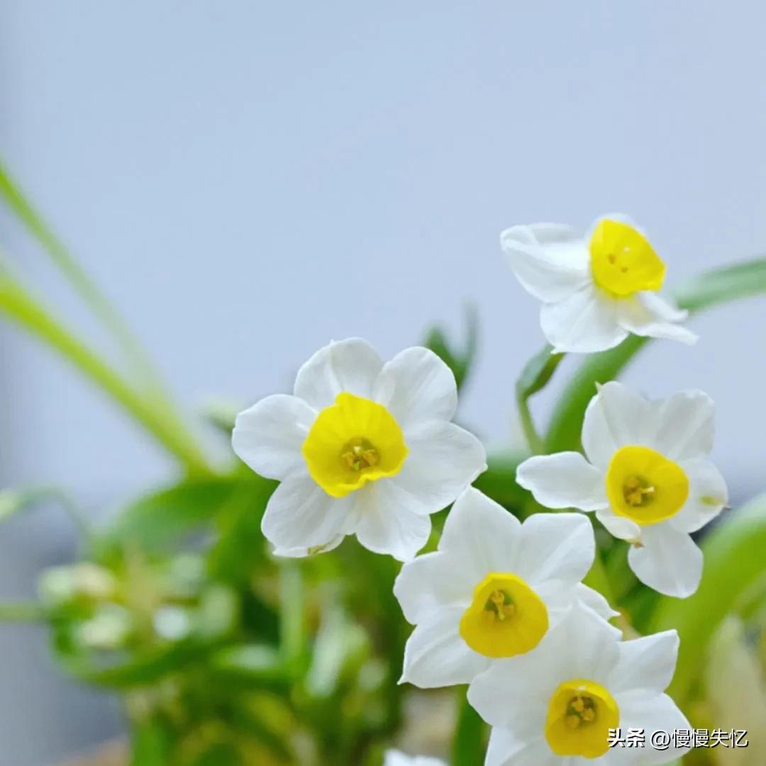 凌波仙子生尘袜，水上轻盈步微月（7首宋代水仙花诗词唯美）