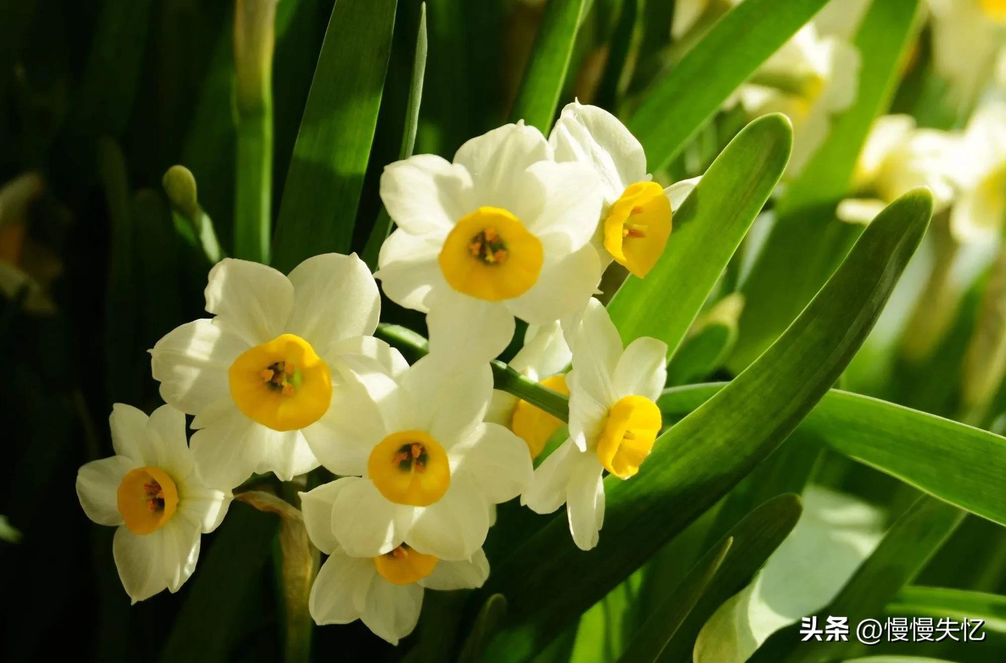 凌波仙子生尘袜，水上轻盈步微月（7首宋代水仙花诗词唯美）