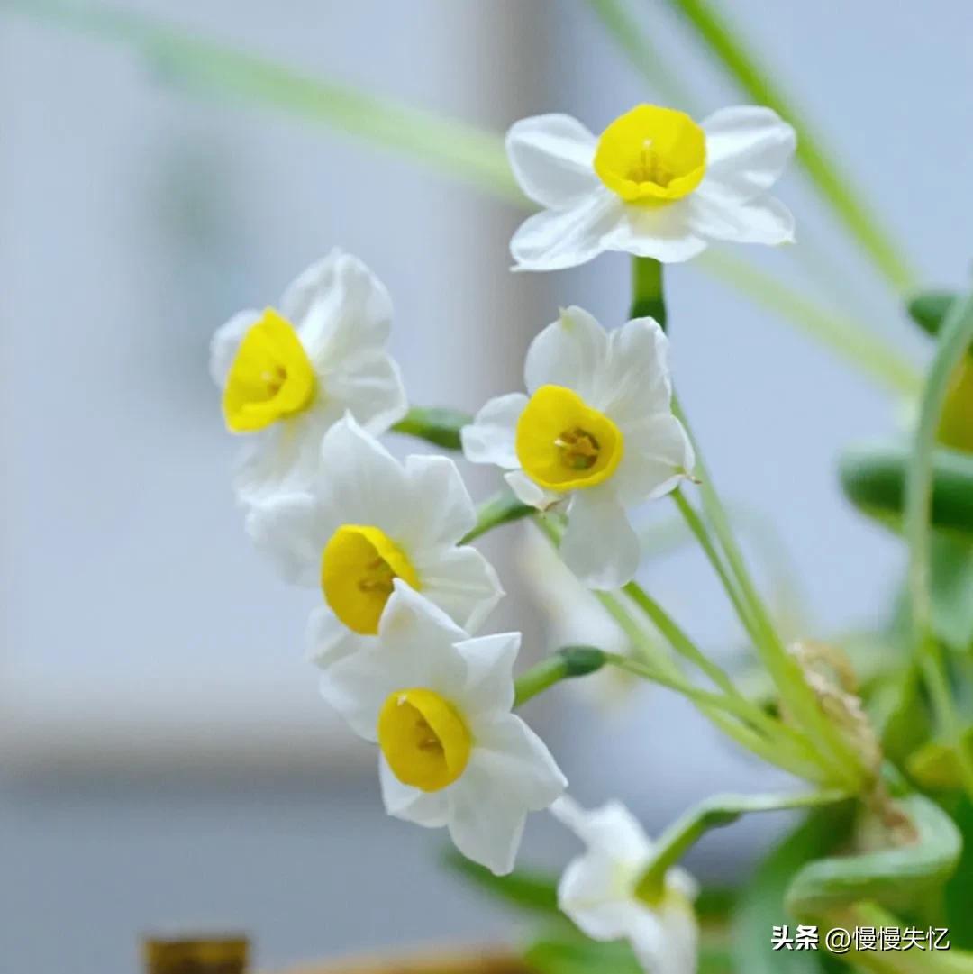 凌波仙子生尘袜，水上轻盈步微月（7首宋代水仙花诗词唯美）