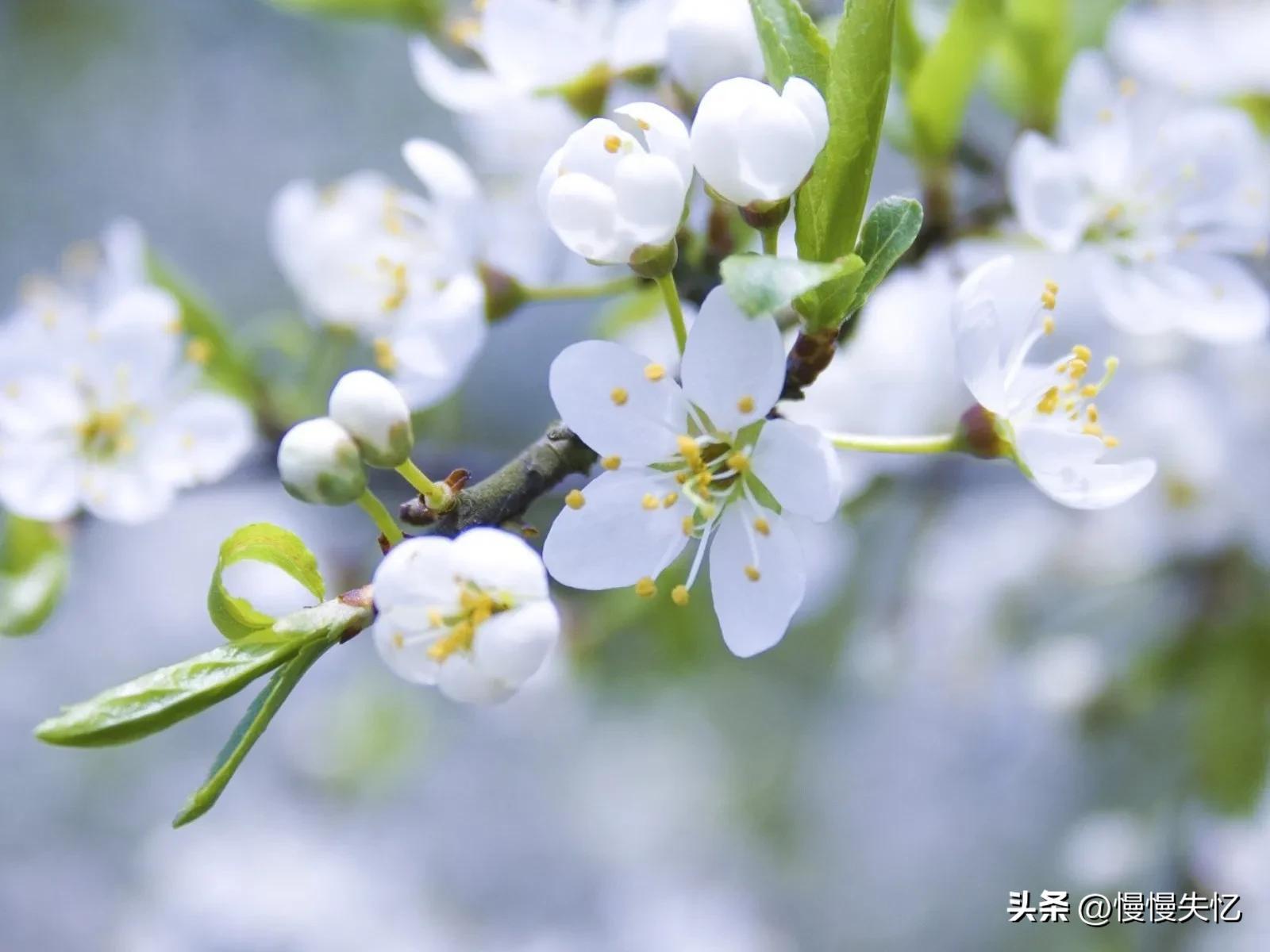 占断天下白，压尽人间花（六首梨花诗词唯美）