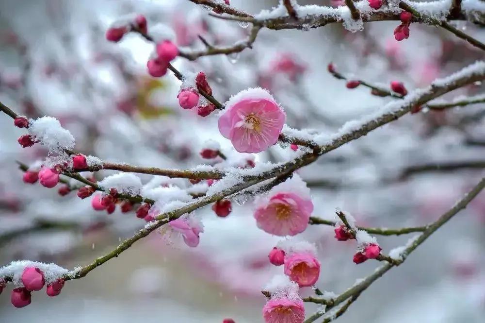 李清照咏梅诗词五首（感情深婉，亦花亦人）