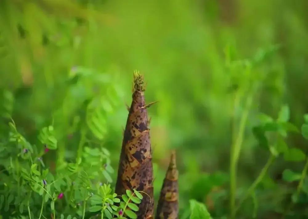 未出土时先有节，便凌云去也无心（五首咏竹诗赏析）