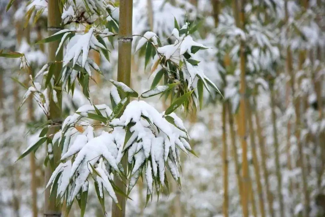 咏雪唯美古诗大全（咏雪古诗词六首）