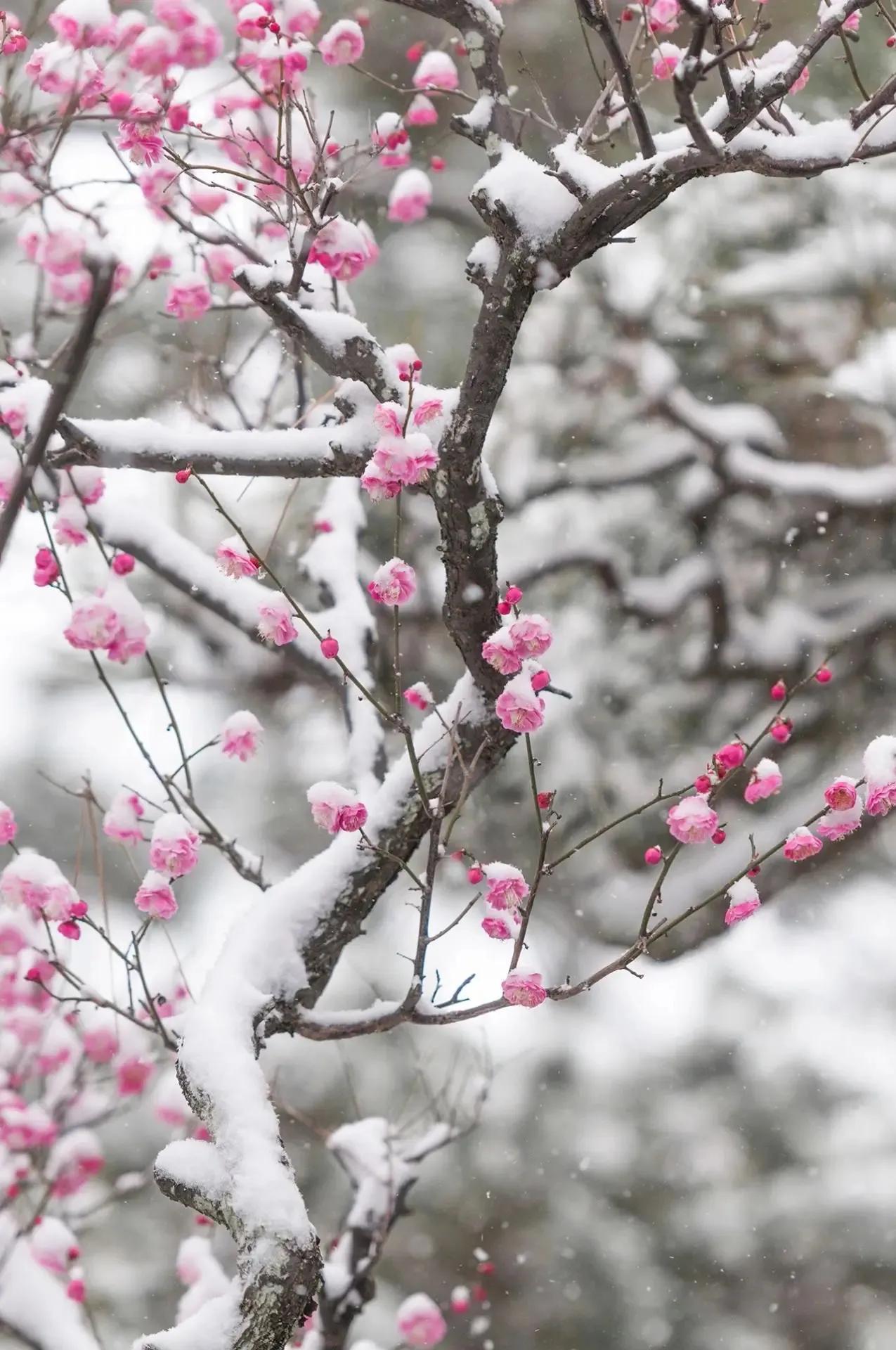 应是天仙狂醉，乱把白云揉碎（唯美大雪诗词二十首）