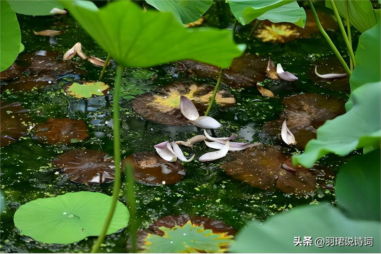 荷风送香气，竹露滴清响（推荐10首治愈荷花诗词）