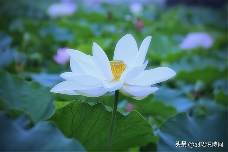 荷风送香气，竹露滴清响（推荐10首治愈荷花诗词）