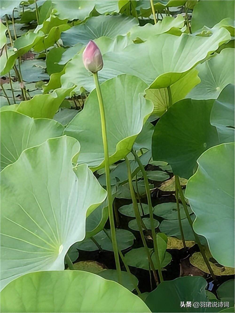 荷风送香气，竹露滴清响（推荐10首治愈荷花诗词）