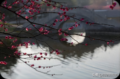  疏影横斜水清浅，暗香浮动月黄昏（10首梅花诗词唯美）