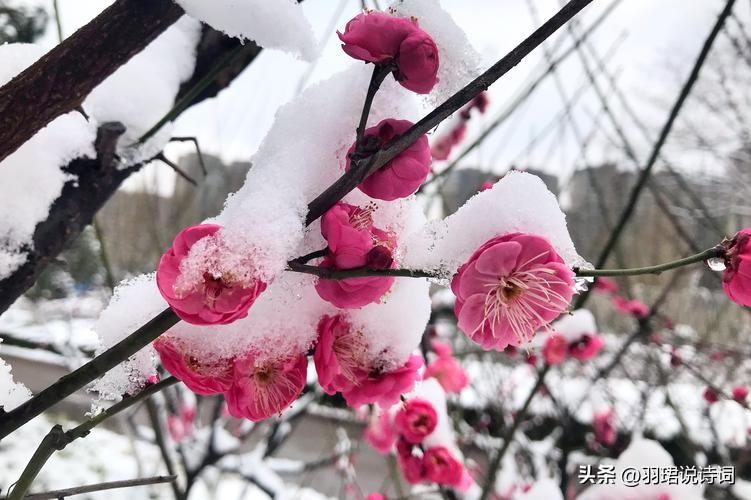  桂子月中落，天香云外飘（120句鲜花诗词唯美）