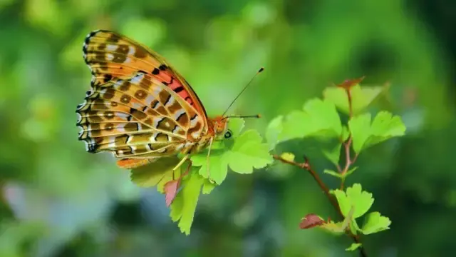 春天诗词名句大全（关于春天的100首诗词）