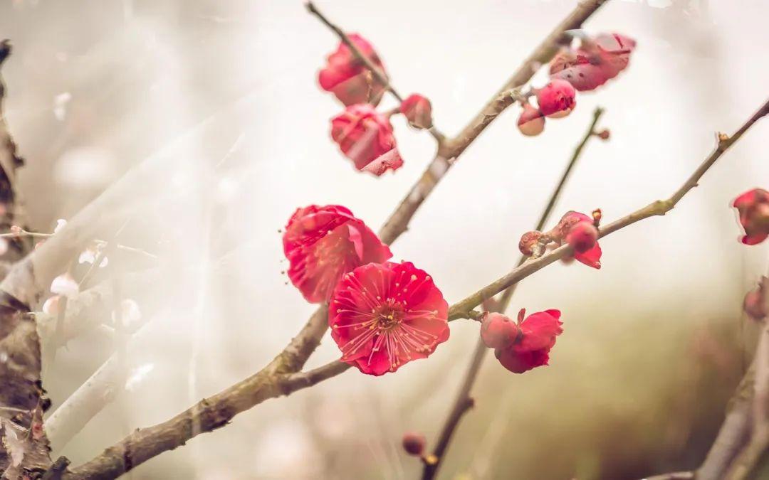 梅花诗词名句精选（十首观梅的诗词）