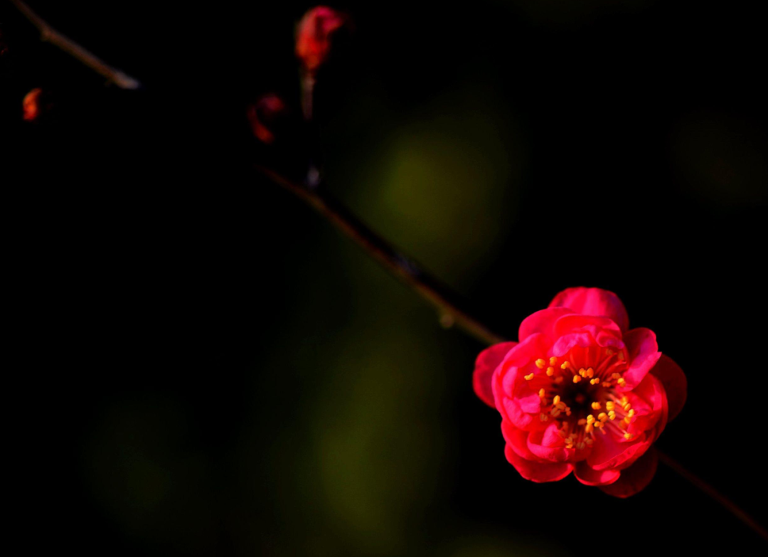 梅花诗词名句精选（十首红梅的诗词）