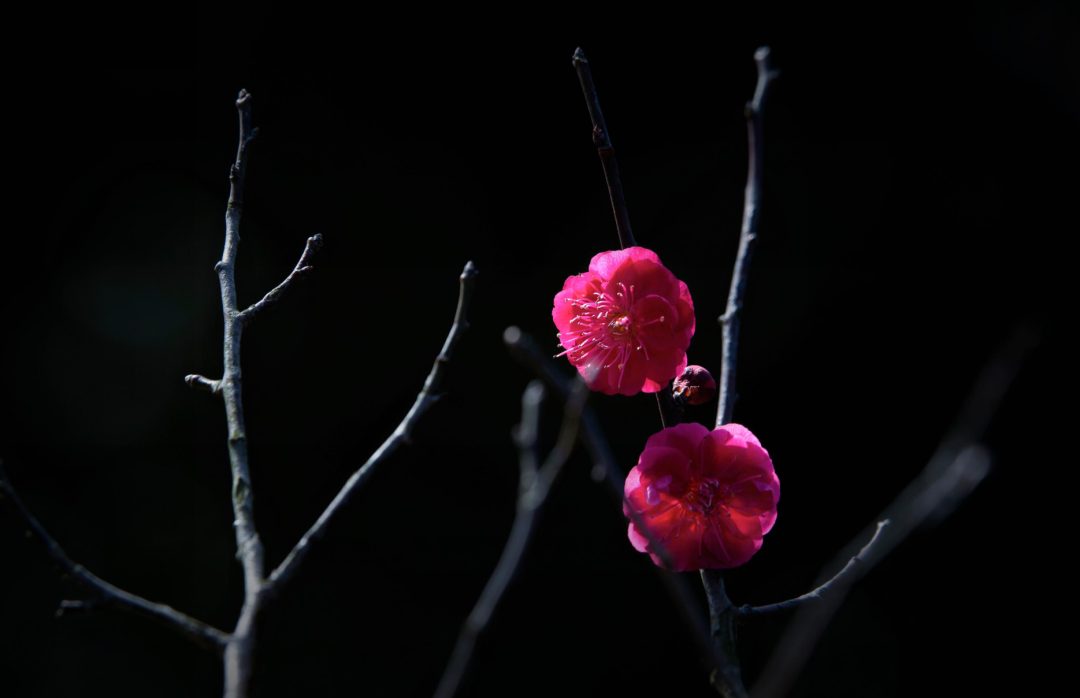 梅花诗词名句精选（十首红梅的诗词）