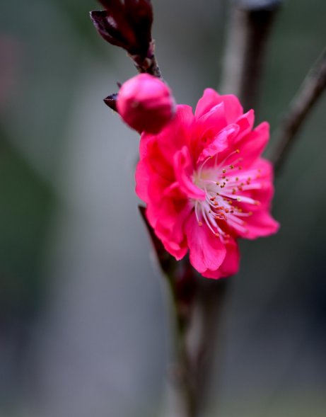 红梅花儿开，朵朵放光彩（十首红梅的诗词唯美）