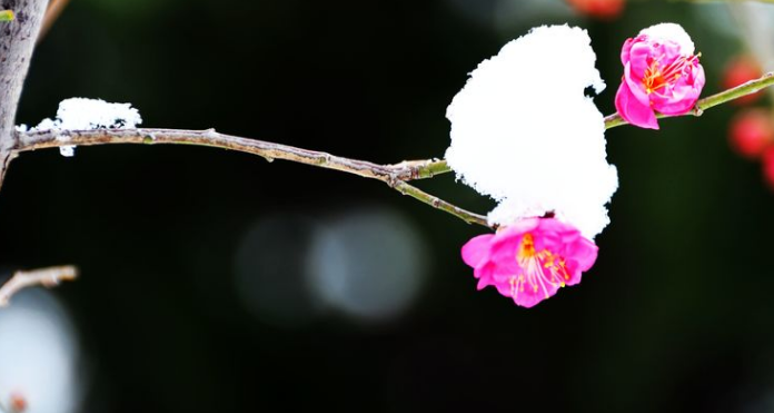 红梅花儿开，朵朵放光彩（十首红梅的诗词唯美）