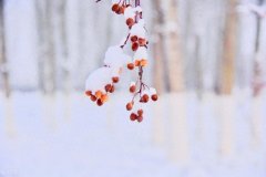 静美冬日，雪落成诗（十首意境冬雪诗词唯美）