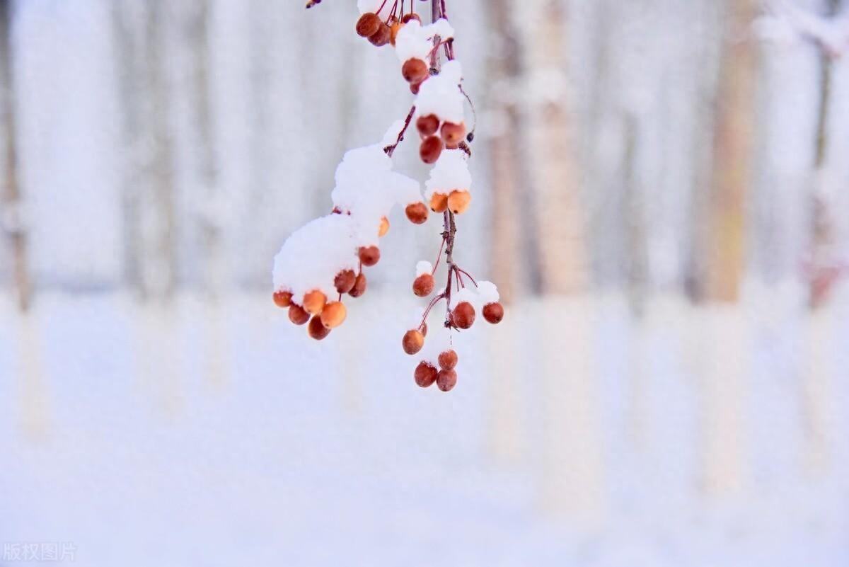 静美冬日，雪落成诗（十首意境冬雪诗词唯美）