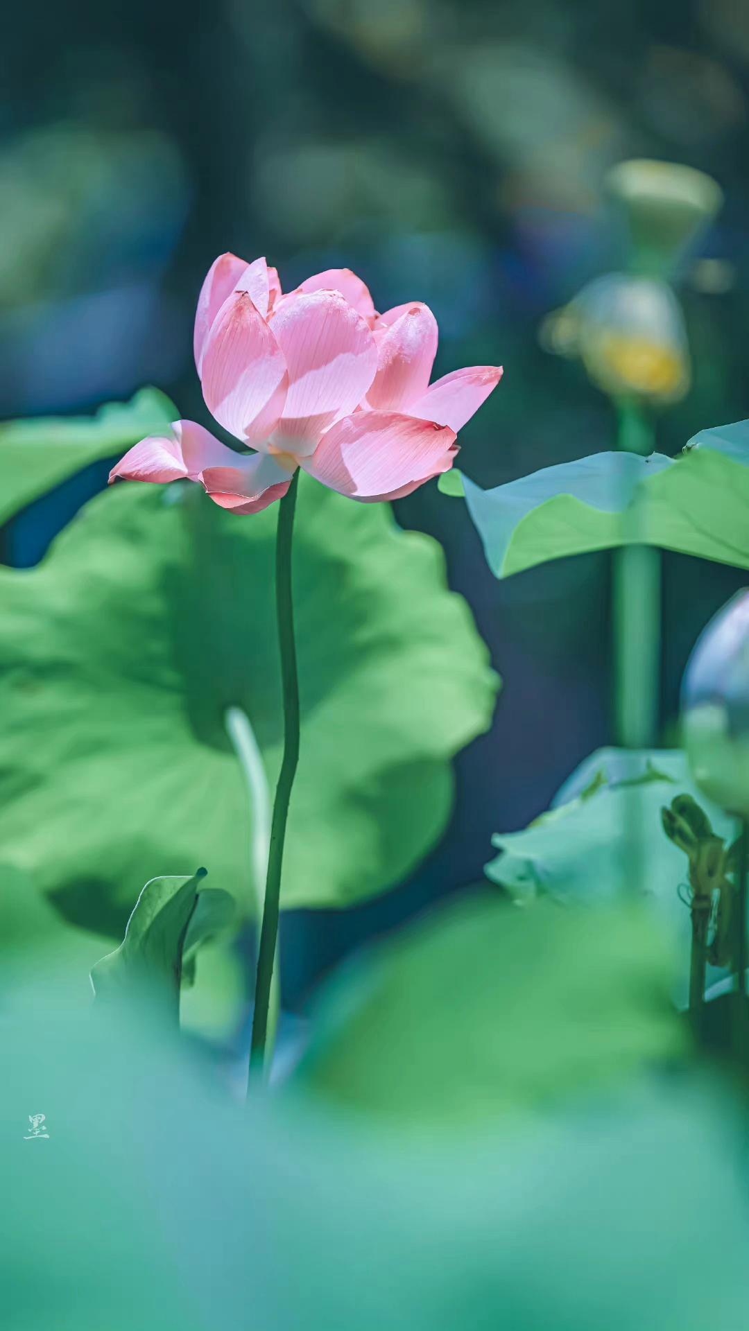 当年不肯嫁春风，无端却被秋风误（五首秋荷诗词唯美）