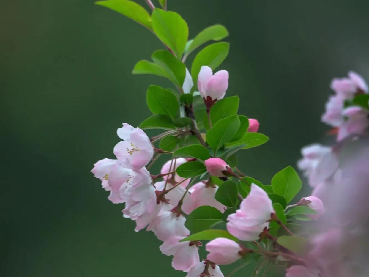 海棠花经典古诗词鉴赏（十首优美海棠诗词）