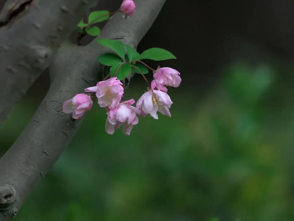 海棠花经典古诗词鉴赏（十首优美海棠诗词）