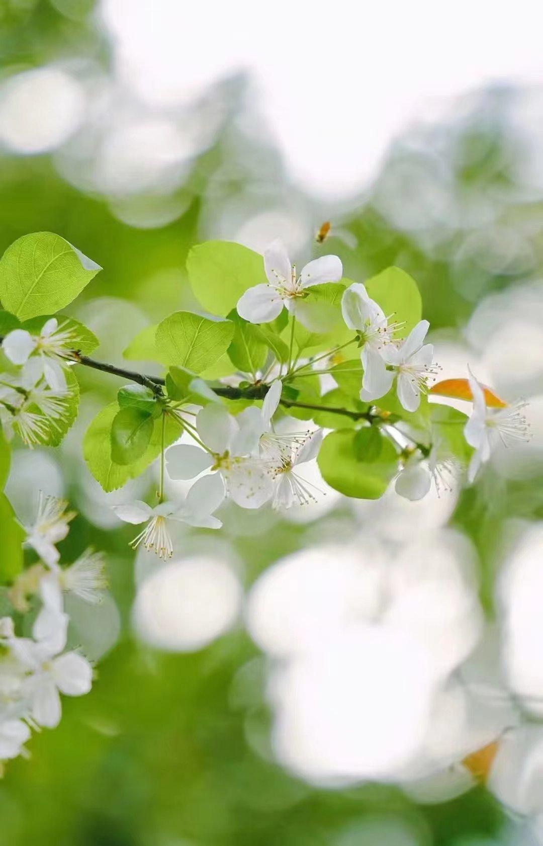 清明雨落，思念成疾（十首清明节诗词经典）