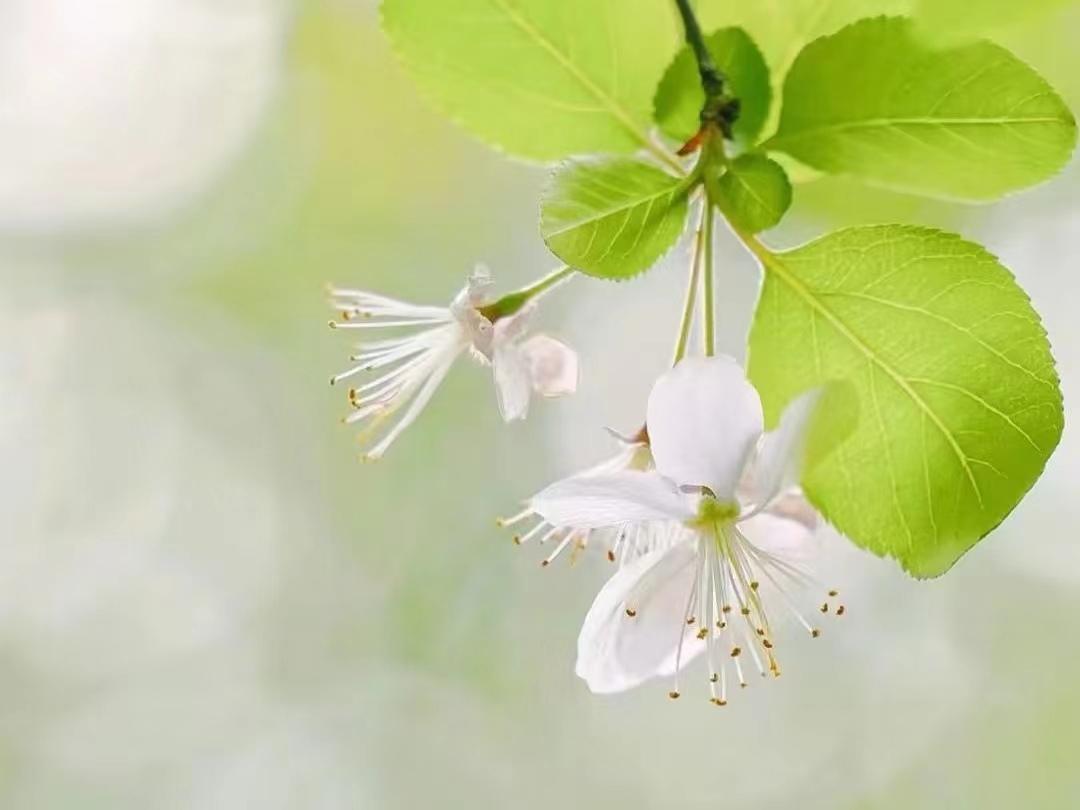 清明雨落，思念成疾（十首清明节诗词经典）