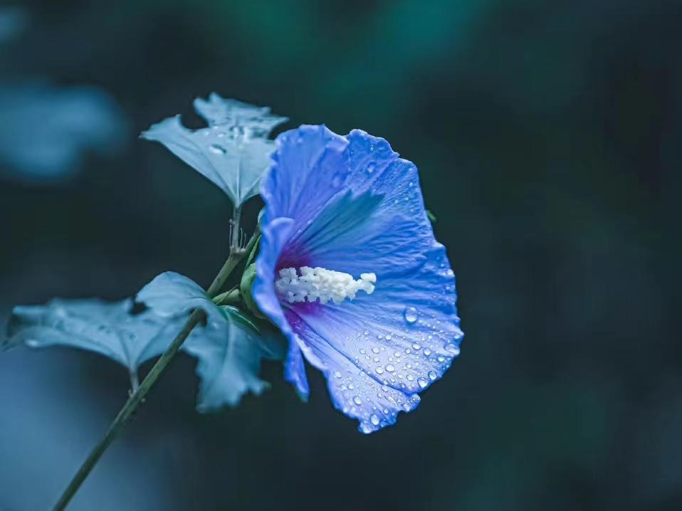 晏几道经典的十首诗词经典（落花人独立，微雨燕双飞）