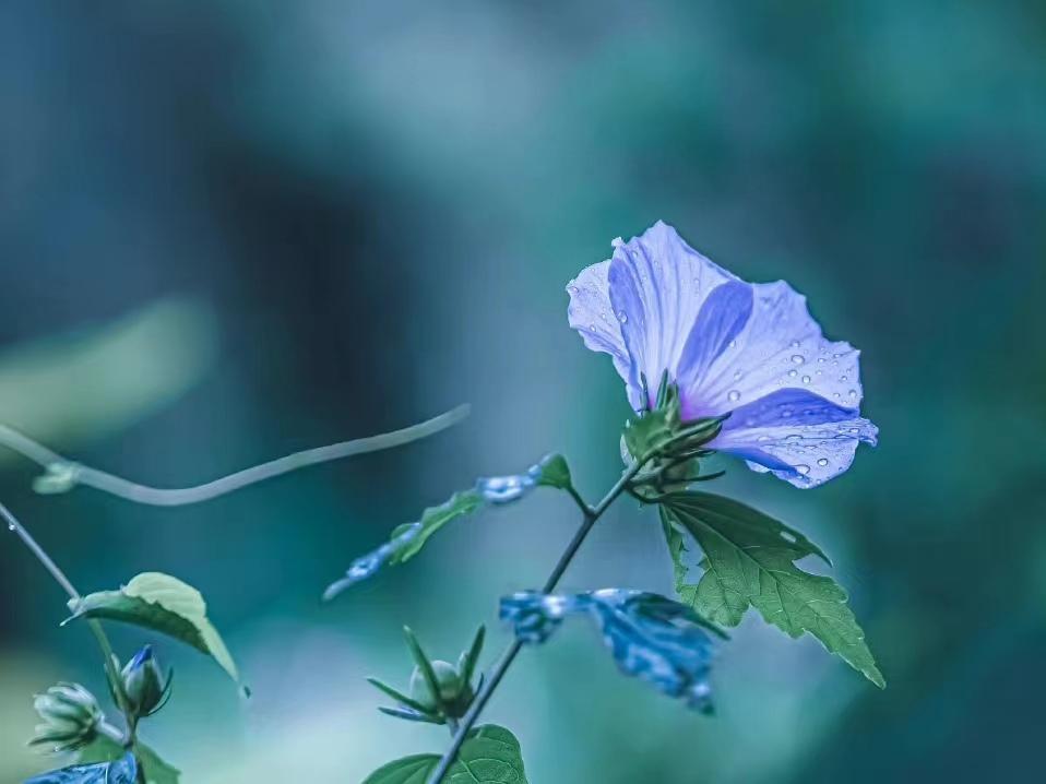 晏几道经典的十首诗词经典（落花人独立，微雨燕双飞）