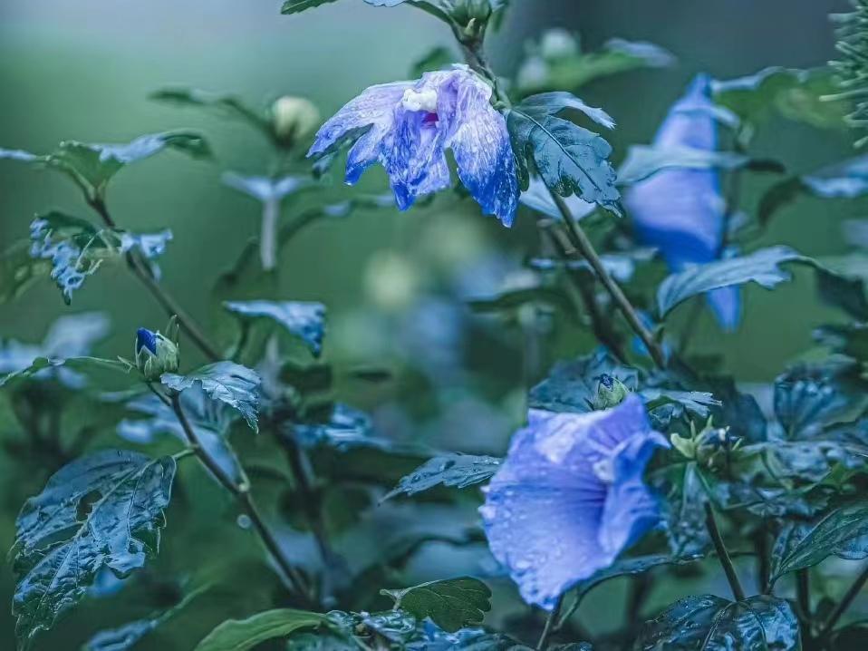 晏几道经典的十首诗词经典（落花人独立，微雨燕双飞）