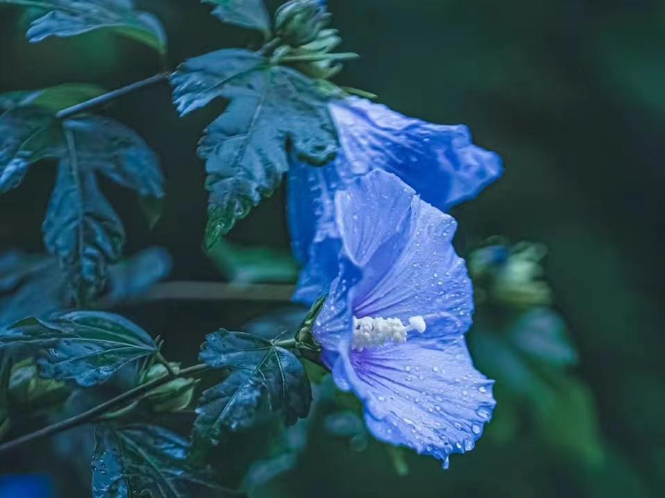 晏几道经典的十首诗词经典（落花人独立，微雨燕双飞）