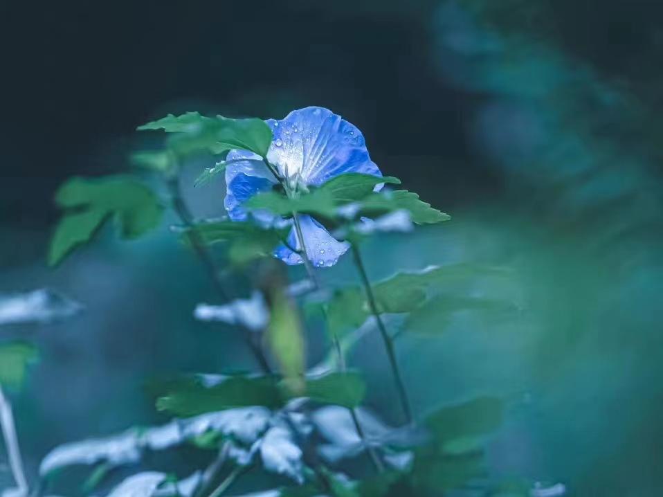 晏几道经典的十首诗词经典（落花人独立，微雨燕双飞）