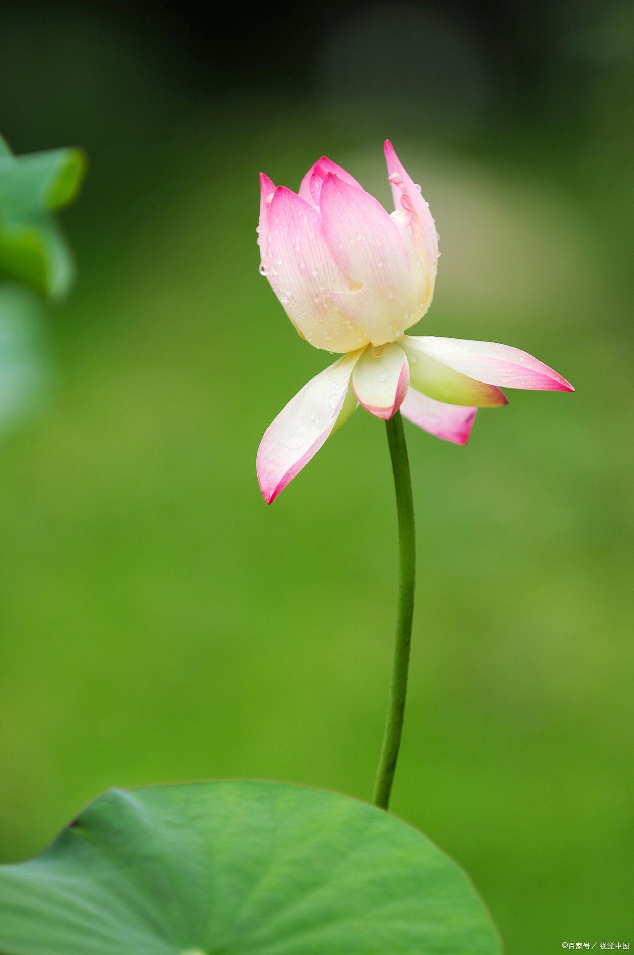 夏雨经典古诗有哪些（十首唯美荷花古诗词）